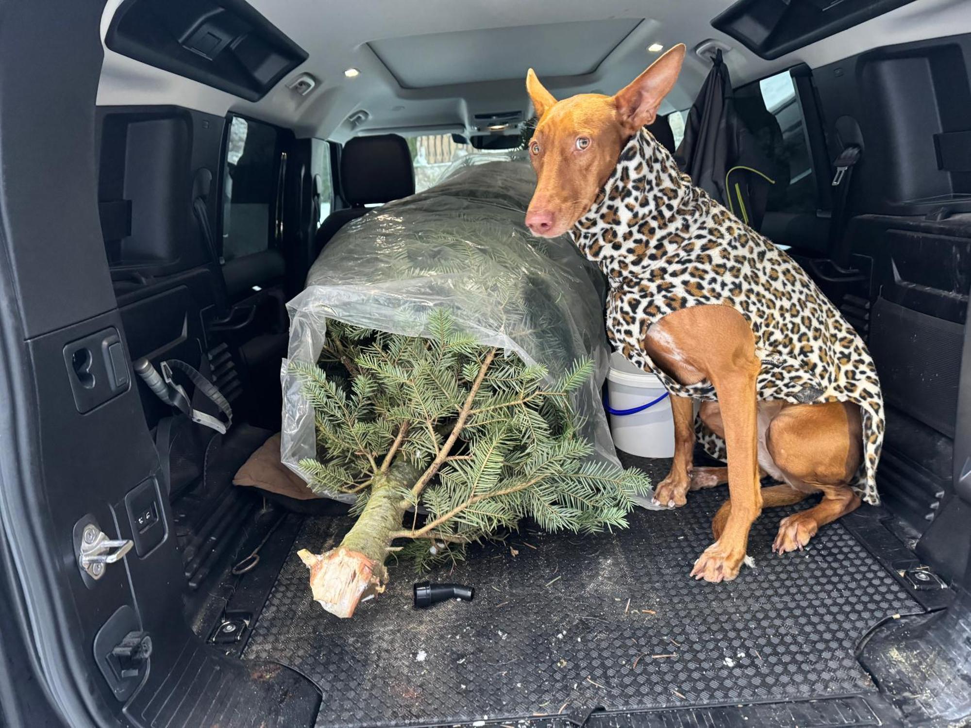 Hundefreundliche Im Muehlviertel In Oberoesterreich * Freundorf